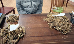 Three arrested for stealing nearly 280 Ngoc Linh ginseng roots