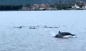 Dozens of dolphins spotted in Cam Ranh Bay