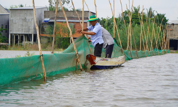 'Trữ' cá, tôm mùa nước nổi về đồng, chờ lớn mới thu hoạch