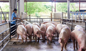 Live pig prices continue to plummet