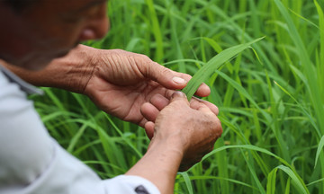 Những nông dân 'dạn tay' thử kỹ thuật trồng lúa giảm phát thải