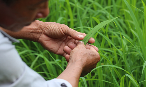 Những nông dân 'dạn tay' thử kỹ thuật trồng lúa giảm phát thải