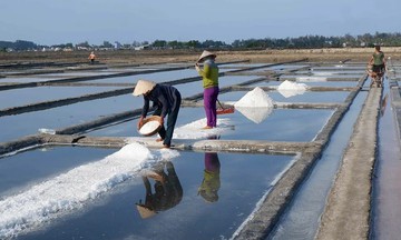 9x đưa 'tạ muối thua giá tô phở' thành đặc sản trên sàn tỷ USD