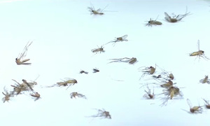 Mosquitoes pose 'ticking time bomb' threat to Las Vegas