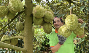 Durian export prices rebound
