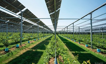 Điện nông - mô hình tạo lợi kép cho nông nghiệp