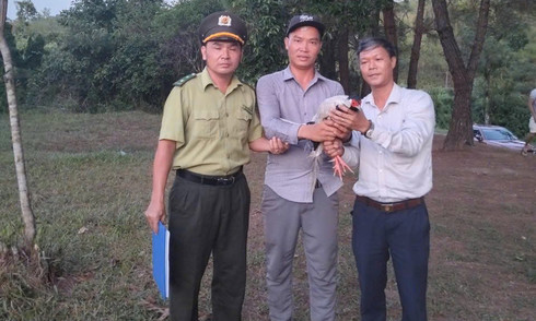 White pheasant captured in Hue park