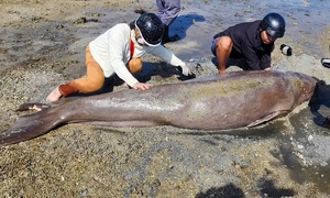 Rare dugong dies on Con Dao beach