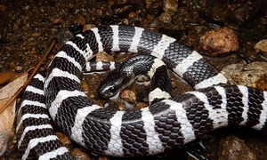 21-month-old girl survives venomous snake bite