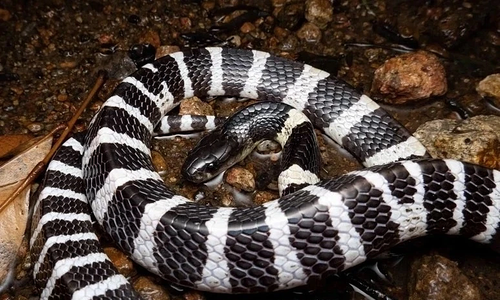 21-month-old girl survives venomous snake bite