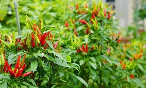 Dong Thap chili peppers fermented into million-dollar success