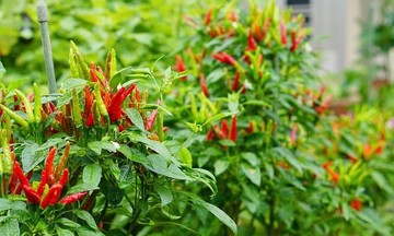 Dong Thap chili peppers fermented into million-dollar success