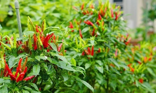 Dong Thap chili peppers fermented into million-dollar success