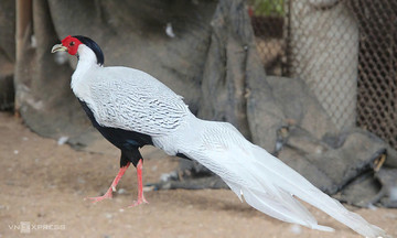 Rare bird breeding earns man labor medal