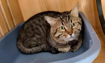 Cat to be auctioned after owner loses lawsuit