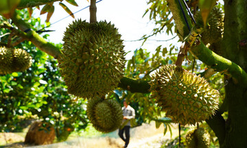 US boosts Vietnam's fruit and vegetable exports