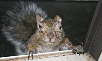 Squirrel fibromatosis outbreaks reported in the US