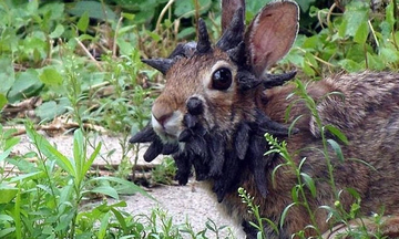 Do 'zombie' animal viruses pose a threat to humans?