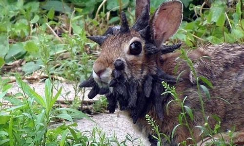 Do 'zombie' animal viruses pose a threat to humans?