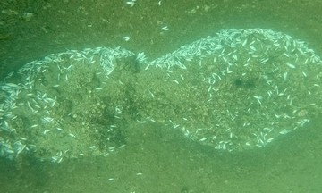 Divers discover mass fish deaths, damaged coral in Nha Trang bay