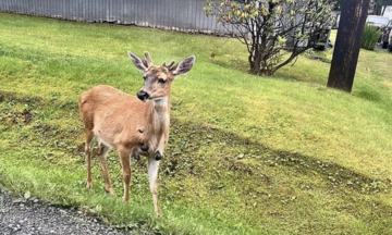 Deer with 'flesh bubbles' appear in the US