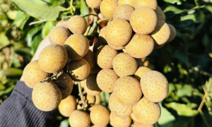 5 health benefits of lychees