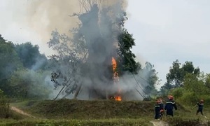 200-year-old banyan tree burns down in Quang Ngai