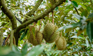 Sustainable farming model boosts durian growers' profits by 30%