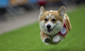 Corgi dogs race and strut their stuff in Vilnius