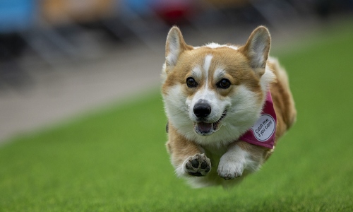 Corgi dogs race and strut their stuff in Vilnius