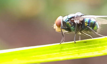 First US case of New World screwworm reported