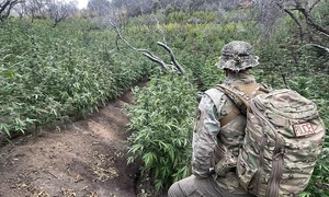 Illegal marijuana grow operation discovered in California's Sequoia National Park