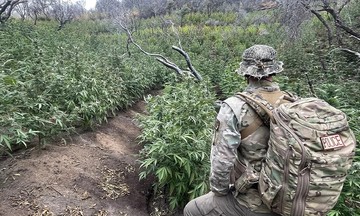 Illegal marijuana grow operation discovered in California's Sequoia National Park
