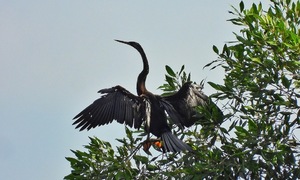 Rare darters spotted in Phu My Hung