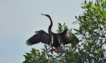 Rare darters spotted in Phu My Hung