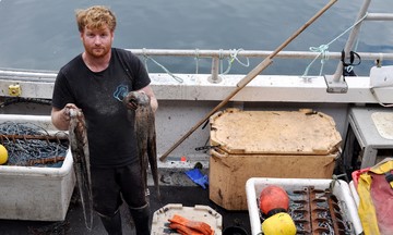Octopus boom leaves UK fishermen struggling