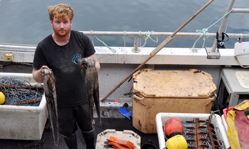 Octopus boom leaves UK fishermen struggling