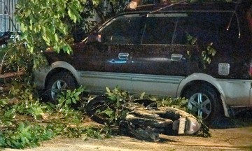Fallen tree injures motorcyclist