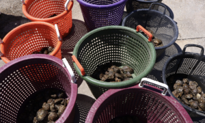 Two deaths from flesh-eating bacteria linked to raw oysters