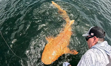 American angler catches extremely rare orange shark