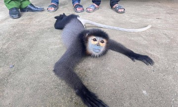 Rare black-shanked douc langur rescued in Lam Dong
