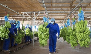 Tran Ba Duong's agricultural company reports additional 260 billion VND loss