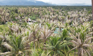Nearly 2,000 coconut trees in Gia Lai devastated by black-headed caterpillars