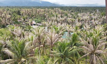 Nearly 2,000 coconut trees in Gia Lai devastated by black-headed caterpillars