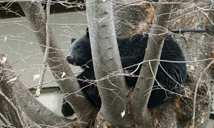 Japan eases gun rules after bear attacks