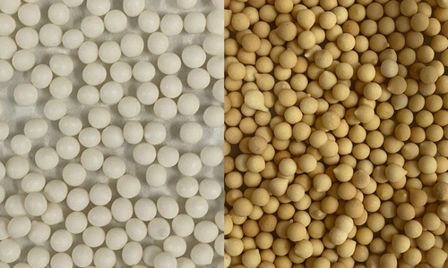 Students develop $20,000 peppermint oil beads to combat rice weevils
