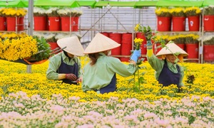 Vietnam's largest fresh flower chain acquires Australian company