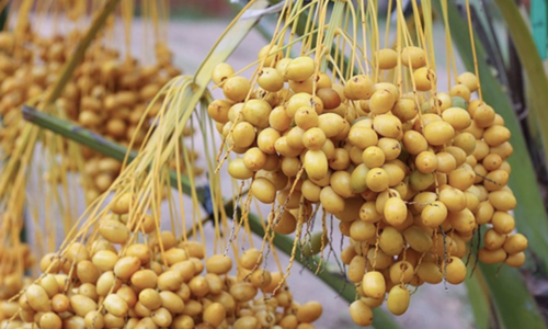 Fresh dates from Thailand hit record low prices in Vietnam
