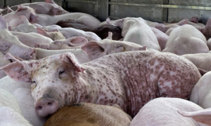 African swine fever decimates nearly 650,000 pigs in Vietnam