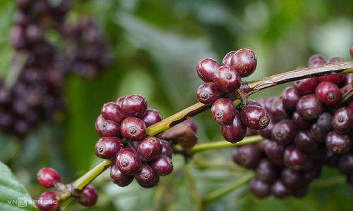 Vietnam's coffee exports surge to $6.4 billion